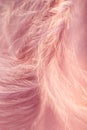 Closeup of the down feather of a bird. The bird`s feather is close, pink fluff like seaweed or fairy trees, an abstraction of