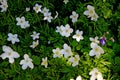 Closeup down view on group of white flowers