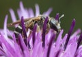 Downland Furrow-bee, Halictus compressus on knapweed Royalty Free Stock Photo