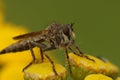 Closeup on the downland robberfly, Machimus cingulatus, sitting on a yellow Tansy flower , Tanacetum vulgare Royalty Free Stock Photo