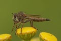 Closeup on the downland robberfly, Machimus cingulatus, sitting on a yellow Tansy flower , Tanacetum vulgare Royalty Free Stock Photo