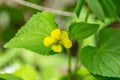 Closeup of a Downy Yellow Violet, Viola pubescens