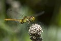 Closeup dragonfly Royalty Free Stock Photo
