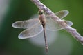 Closeup of dragonfly. Beautiful dragonfly sitting on rope. Insects