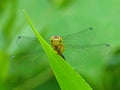 Dragonfly On A Blade Of Grass