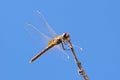 The closeup of dragonfly in blue sky background , Anisoptera