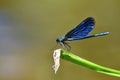 Closeup of dragonfly Calopteryx virgo