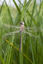 Closeup of a dragonfly dries its wing after her emergence.