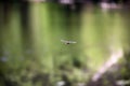Closeup of a dragonfly in flight