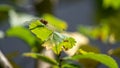 Closeup of a dragonfly on a green leaf in a field under the sunlight with a blurry background Royalty Free Stock Photo