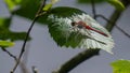 Closeup of a dragonfly on a green leaf in a field under the sunlight with a blurry background Royalty Free Stock Photo