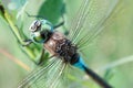 Closeup dragonfly insect sitting on plant concept photo