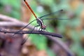 Closeup Dragonfly Island on a branch