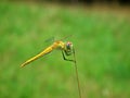 The closeup of dragonfly and its compound eyes in green background , Anisoptera