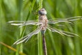 Closeup of a dragonfly in the meadow.