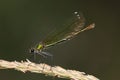 Closeup of dragonfly perching plant Royalty Free Stock Photo