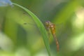 Closeup of dragonfly perching on plant stem Royalty Free Stock Photo