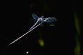 Closeup of dragonfly perching on plant stem Royalty Free Stock Photo