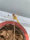 Closeup of dragonfly perching on plant stem Royalty Free Stock Photo