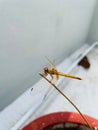 Closeup of dragonfly perching on plant stem Royalty Free Stock Photo