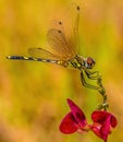 A closeup of a dragonfly on a pink flower, with golden background. Royalty Free Stock Photo