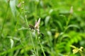 Closeup dragonfly resting on wild grass