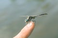 Closeup dragonfly sit on a human finger