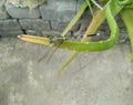 Closeup of dragonfly sitting in branch of green leaves, aloe vera plant growing in the garden, nature photography