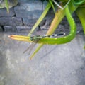 Closeup of dragonfly sitting in branch of green leaves, aloe vera plant growing in the garden, nature photography