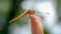 Closeup of dragonfly sitting on female finger. Harmony in nature Royalty Free Stock Photo