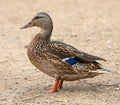 Closeup of a drake, Female Mallard, wild duck shooting outdoors.