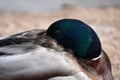 Closeup of a drake sleeping on a lakeshore in Kassel, Germany