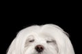 Closeup Dreaming White Maltese Dog with closed eyes isolated Black