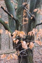 A closeup of dried branches and leaves on a bark