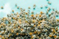 Closeup dried camomile flowers