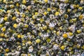 Closeup dried camomile flowers