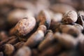 Closeup of dried cocoa beans being prepared for chocolate making Royalty Free Stock Photo