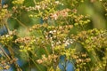 Closeup of dried cow parsley seeds and flowers with selective focus on foreground Royalty Free Stock Photo