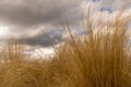 Closeup dried grass tufts cloudy sky concept