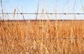 Closeup of dried grasses and a two strand barbed wire fence with horizon and blue sky in background Royalty Free Stock Photo