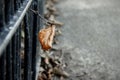 CloseUp Dried Hornbeam Leaf At Metal Fence