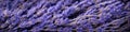 Closeup of dried lavender flowers bouquet