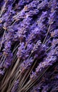 Closeup of dried lavender flowers bouquet