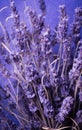 Closeup of dried lavender flowers bouquet