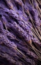 Closeup of dried lavender flowers bouquet