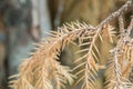 Closeup dried leaves of plant on blurred garden view background