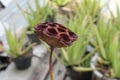 Closeup of a dried Lotus pod with flower pots in the background Royalty Free Stock Photo