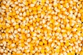 Closeup of dried maise corn Royalty Free Stock Photo