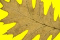 Closeup of Dried Oak Leaf Veins Isolated On Yellow Background Royalty Free Stock Photo