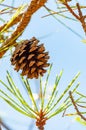 Closeup of a dried pine cone hanging on a branch of a tree surrounded by green coniferous needles Royalty Free Stock Photo
